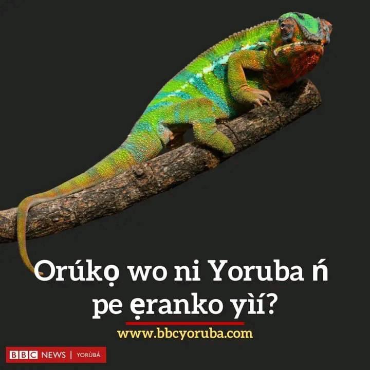 YorubaNationCH's tweet image. What do we Yoruba call this animal?