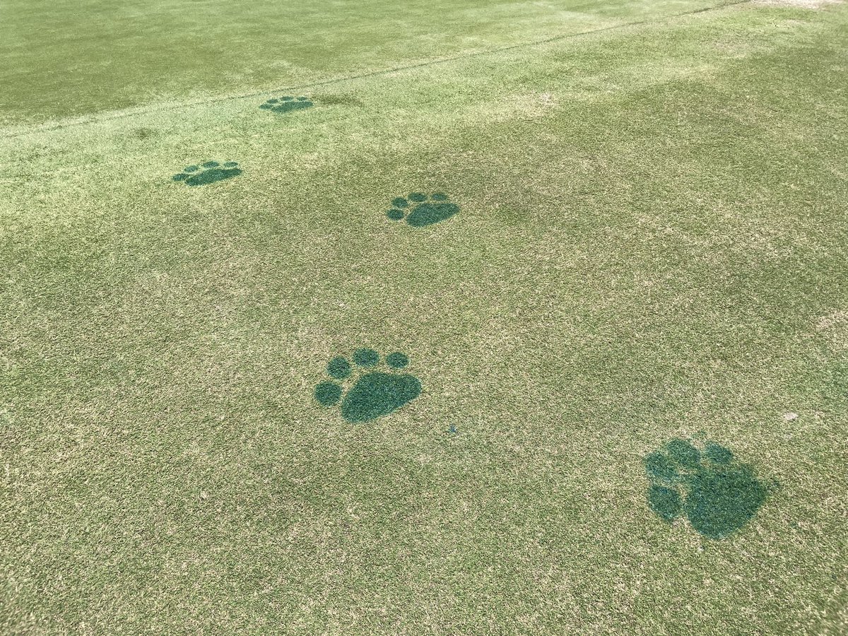 Great time at <a href="/HailStateGC/">MSU Golf Course</a> today—team @WatermarkGolf played in the 22nd annual Yard Dawg scramble for the <a href="/MSUTurfSchool/">Mississippi State Golf & Sports Turf Management</a>. Awesome weather! Twitterless super Jimmy McPherson &amp; <a href="/jakesorrells/">Jake Sorrells</a> have the course in great shape &amp; greens rolling pure after our reno in 2022! #HailState