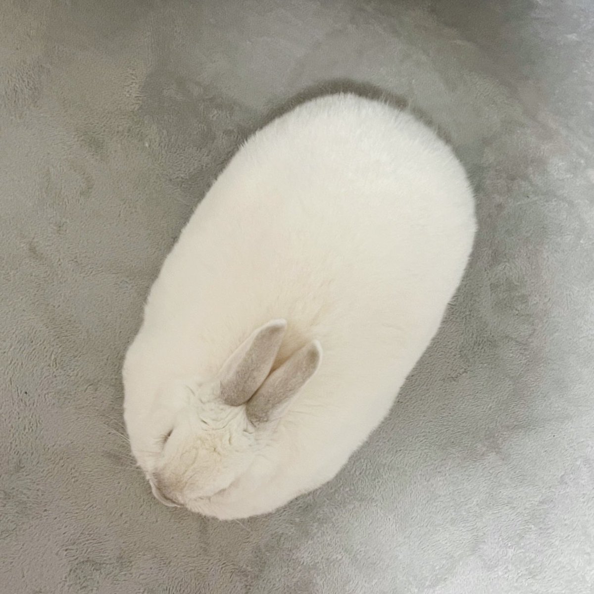 しろうさぎ＊様 月に行ってしまった🌕エントリーNo.46 うさぎのしろちゃんぴー