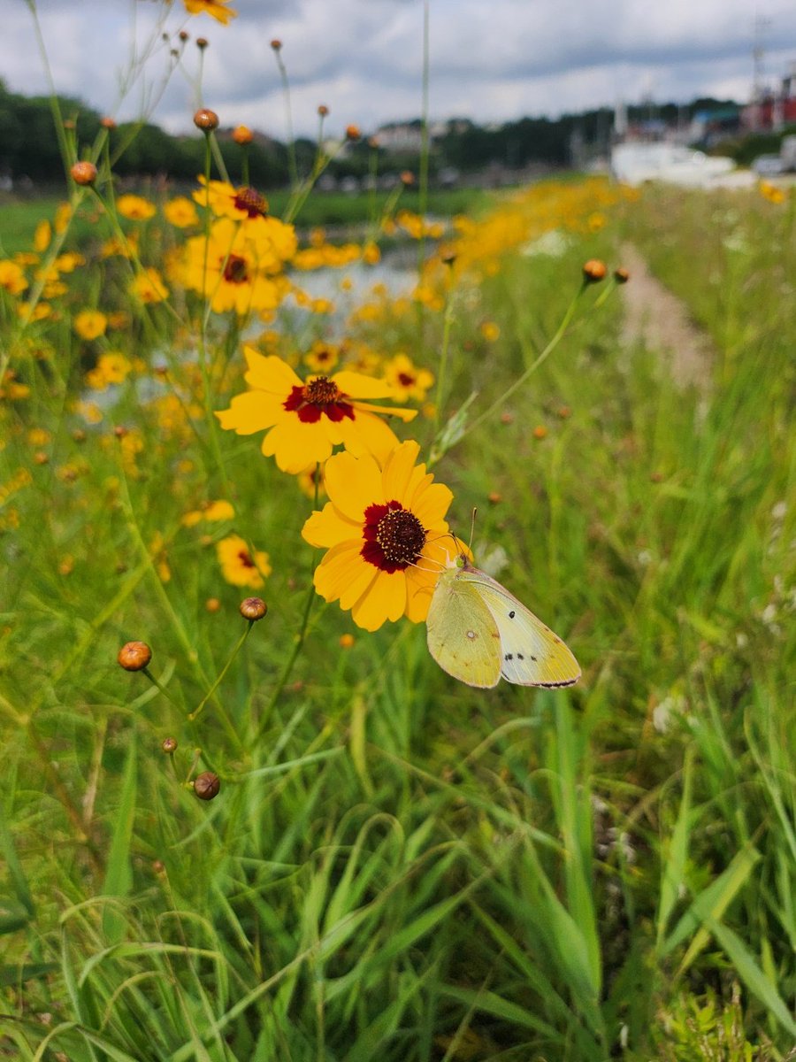 축복합니다♡
덕분입니다♡

전주천변~*