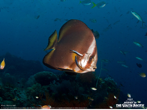 One World One Ocean tweet media