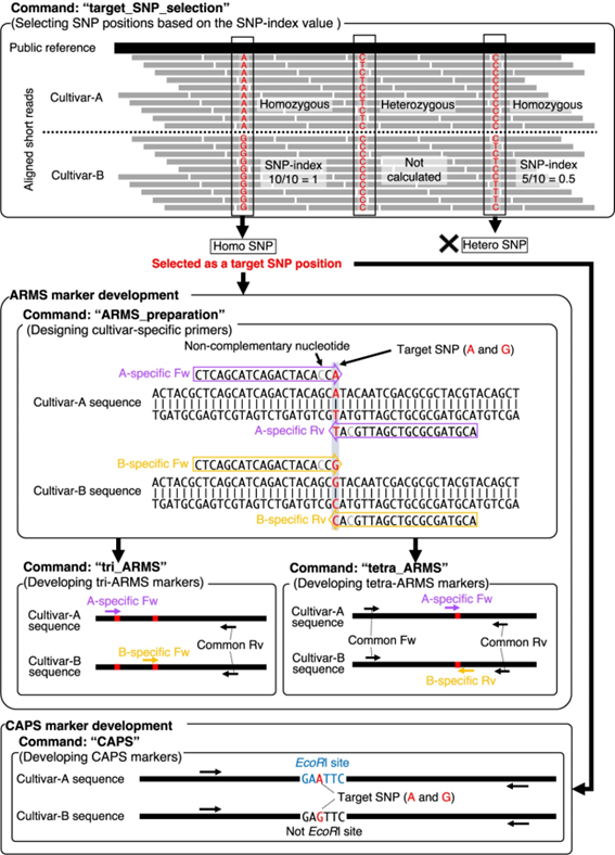 Breed_Sci's tweet photo. Tenta Segawa et al., Breeding Science 74: 73–82 (2024)
DNAMarkMaker: streamlining ARMS and CAPS marker development from resequencing data with NGS short reads.
https://t.co/xJ246HDz8w
#DNA_marker, #ARMS, #CAPS, #Next_generation_sequencing, #SNP https://t.co/Mqf2ZzV1tj
