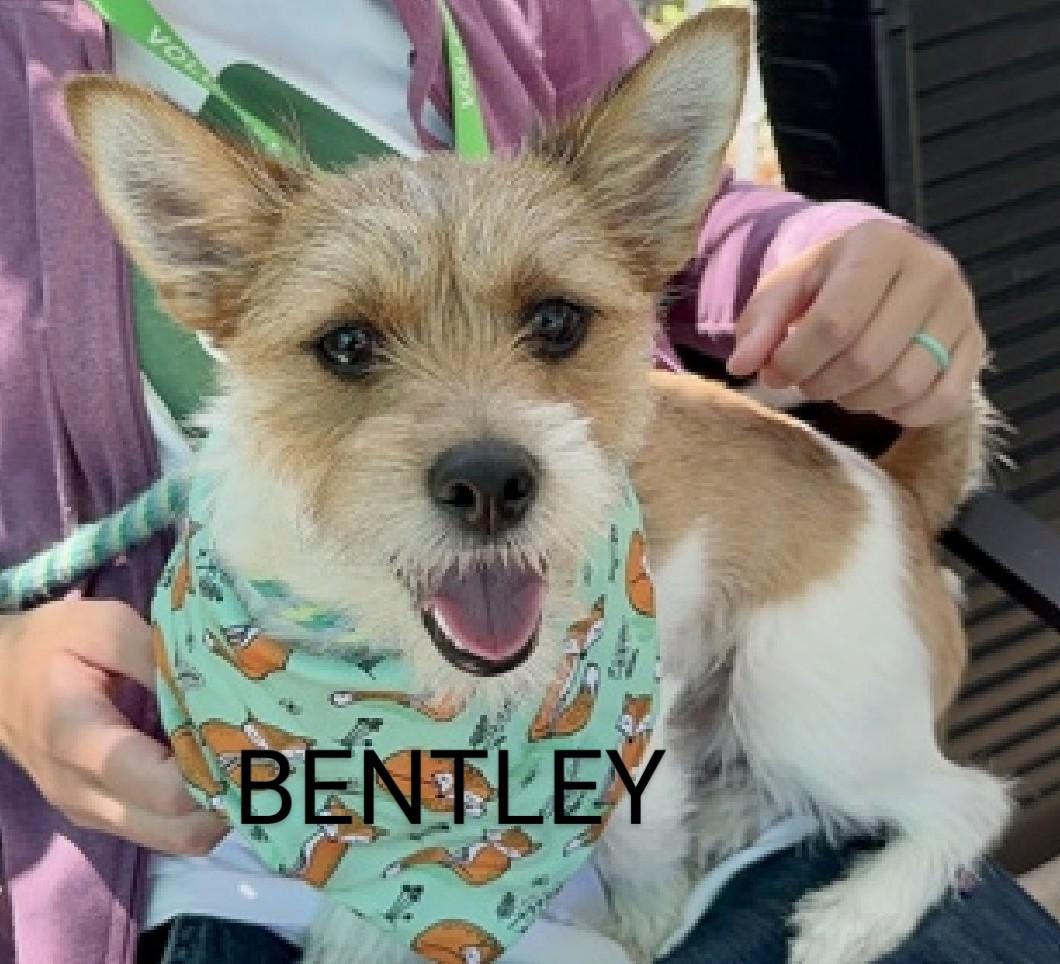 Jacquel35589242's tweet photo. BENTLEY๐ 198201
#NYCACC
He's just 1 yr old & was surrendered due to owners poor health๐
Active & playful!
Loves being around people๐
Enjoys car rides & listening to music!๐ค
Friendly w/strangers, kids & familiar dogs!
Looking for a comfy lap!
PLEASE FOSTER/RESCUE #PLEDGE ๐ https://t.co/d1P8JHTqxO