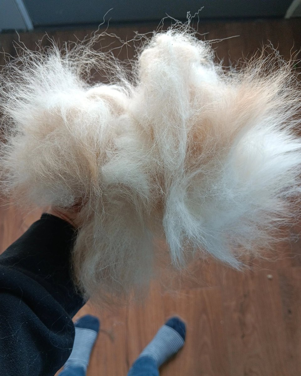 introvertedpnw's tweet image. Baby&apos;s first coat blow.