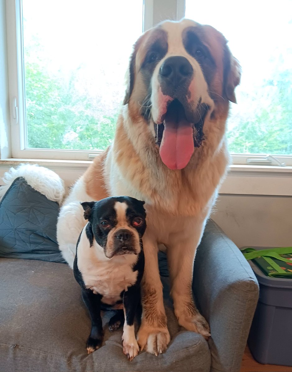 introvertedpnw's tweet image. Baby&apos;s first coat blow.