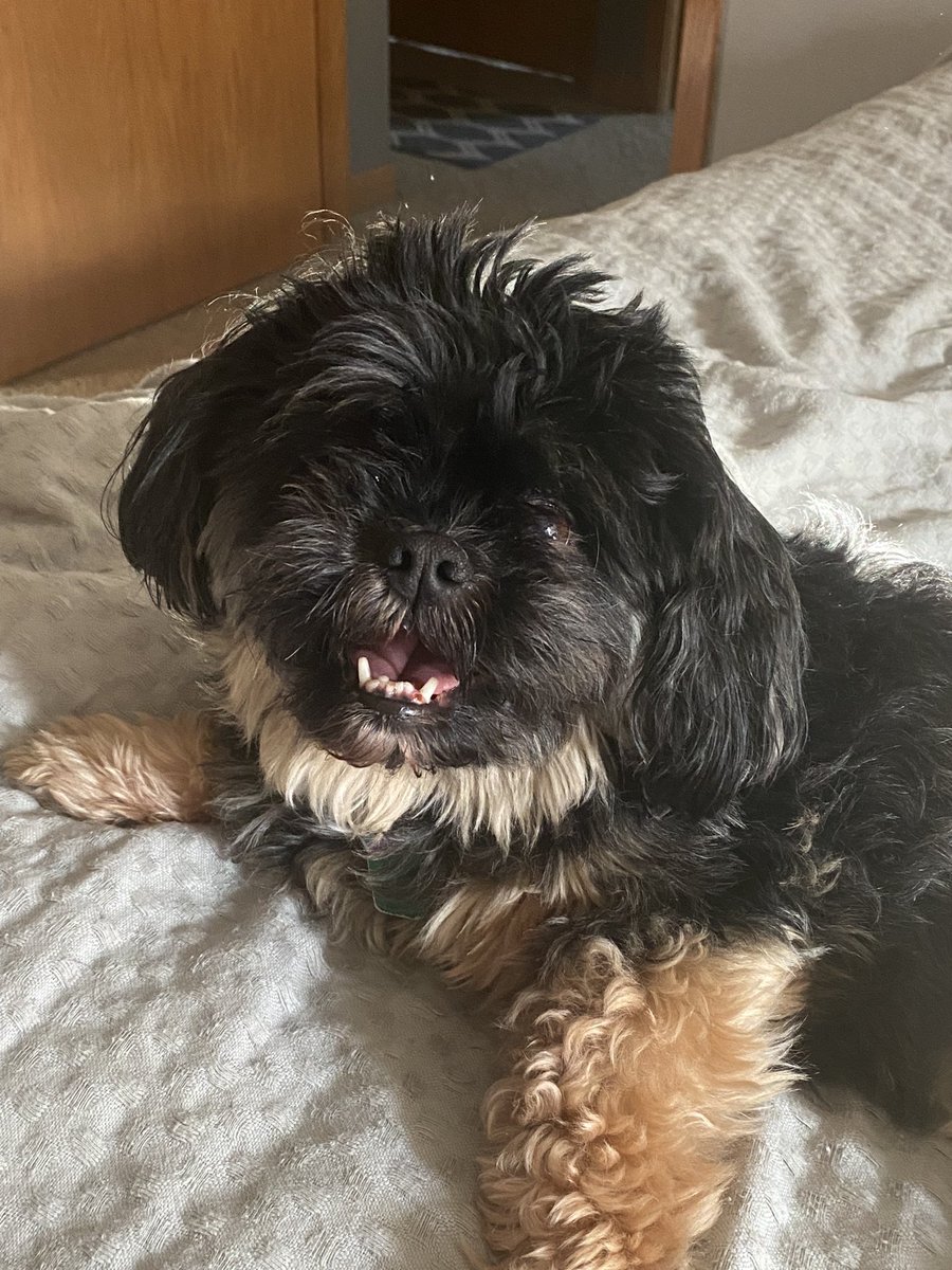 TeddyZoey's tweet photo. Bella ❤️ unfiltered https://t.co/EyDYw2E4Xu