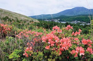 長野県茅野市郊外の標高約１４００メートルにある白樺湖周辺で、初夏を代表するレンゲツツジが見頃を迎えている。nagano-np.co.jp/news/detail.ph…