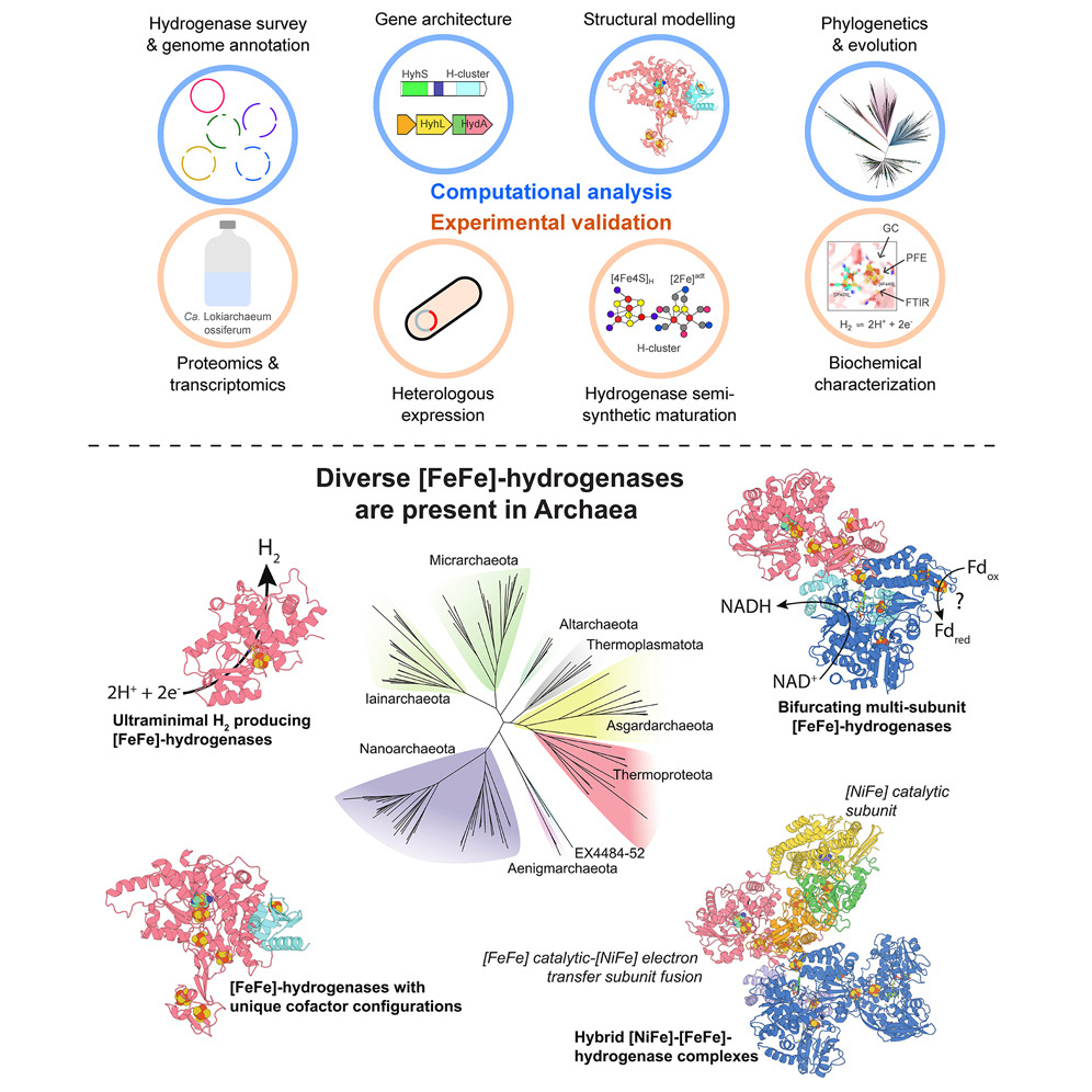 In our new paper at Cell (<a href="/CellCellPress/">Cell</a>), we reveal secrets of how the third form of life, archaea, make energy. We uncover new lineages of hydrogen-using enzymes, both minimal and complex. These help archaea thrive in all sorts of extreme environments. sciencedirect.com/science/articl…