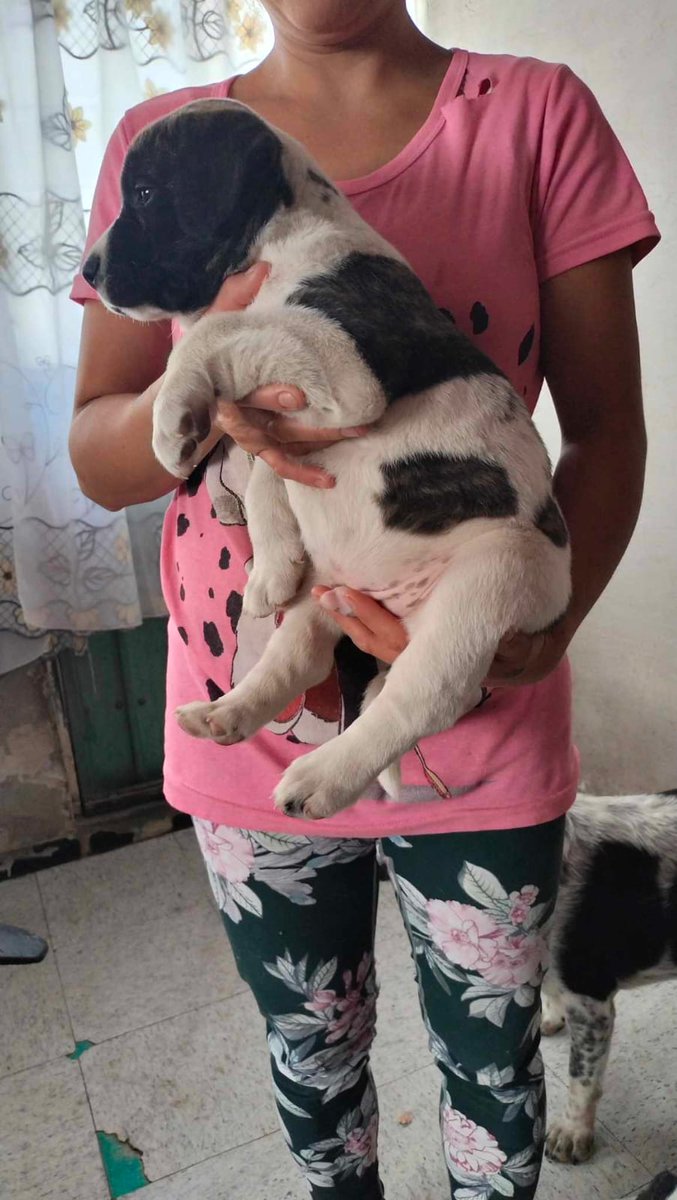 VIBRAmascotas's tweet photo. Amigos urge un hogar para este gordito, es un bebé y será talla grande. Es súper tierno 
Anímate a adoptarlo!
#cdmx #adoptaNoCompres 
Wats 5548724347 https://t.co/JNW2RNY5P0