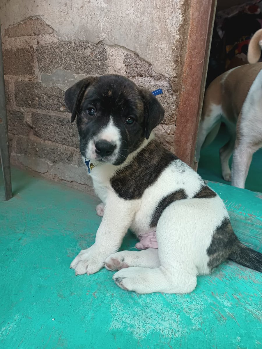 VIBRAmascotas's tweet photo. Amigos urge un hogar para este gordito, es un bebé y será talla grande. Es súper tierno 
Anímate a adoptarlo!
#cdmx #adoptaNoCompres 
Wats 5548724347 https://t.co/JNW2RNY5P0