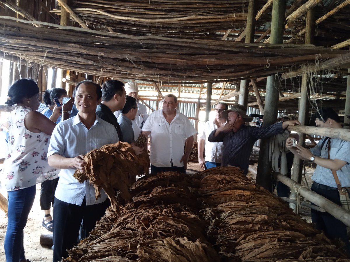 AdilenANAP's tweet photo. Emotiva visita  realizó la delegación de la Unión de Campesinos de Viet Nam a  cooperativa 26 de julio de  Consolación del Sur,  intercambiaron sobre  la producción tabacalera y arrocera, así como la calidad y  procesamiento del tabaco  #CubaVietNam #AnapCuba https://t.co/J1KtAbD2Yk