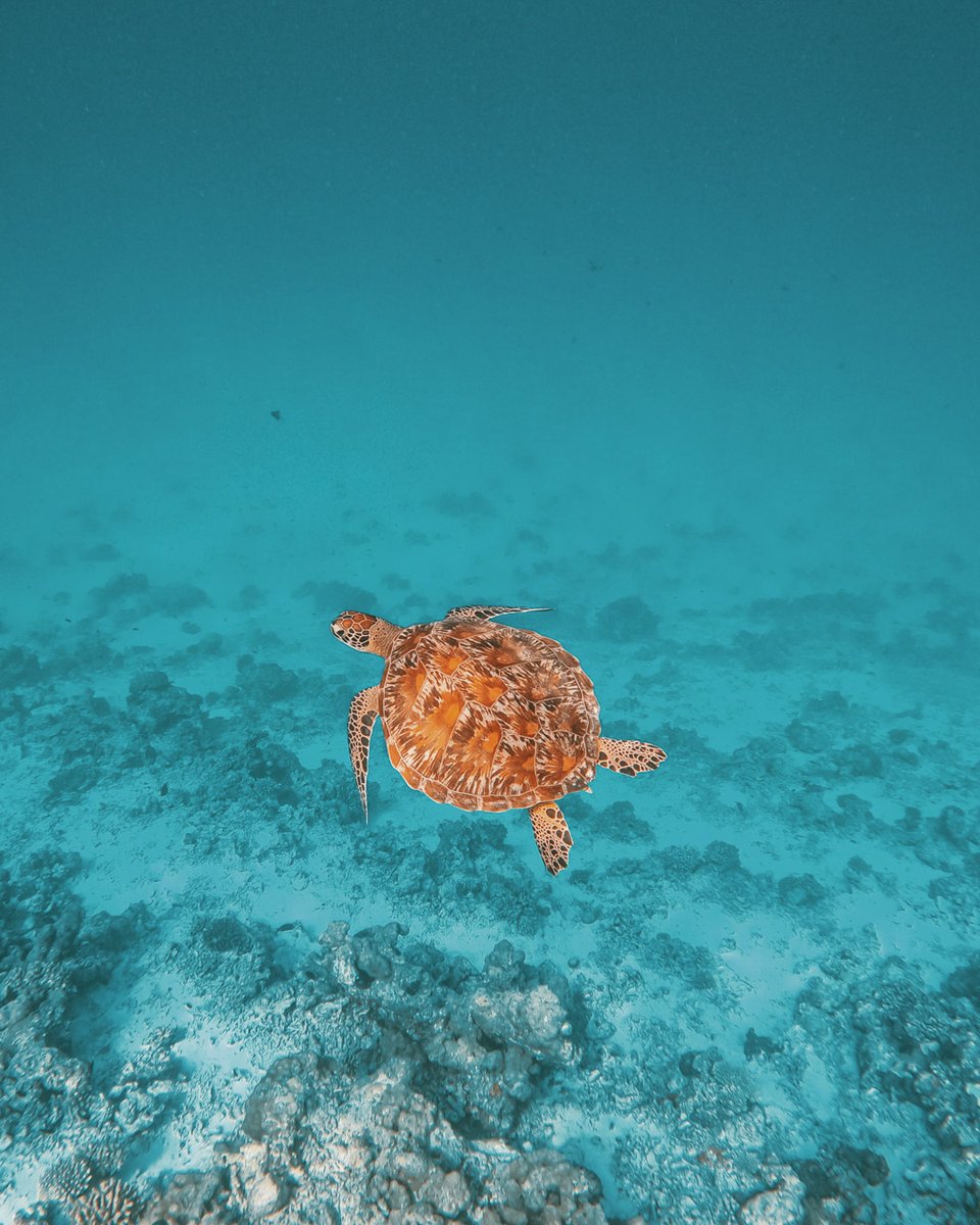 🐢 Dive into an incredible journey with our Life-enriching PADI! 🌊✨ Ready to embark on an adventure that will leave you in awe? 🐠🐢 ⁠
.⁠
.⁠
.⁠
.⁠
.⁠
#OceanLovers #ScubaDive #AmillaMaldives