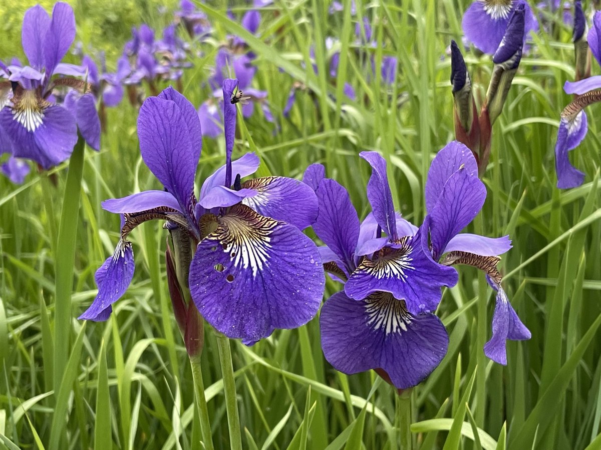 runswstilettos's tweet photo. I love when it’s Pond Iris season at Kohler Andrae state park! #irises #marsh #watergarden #pond #wetland #flowers #wildflowers #irises #purple #pondiris #kohlerandrae #wisconsin #stateparks #sheboygan @wdnr @LindseySlaterTV @Mark_Baden https://t.co/5CnxwcGlA1