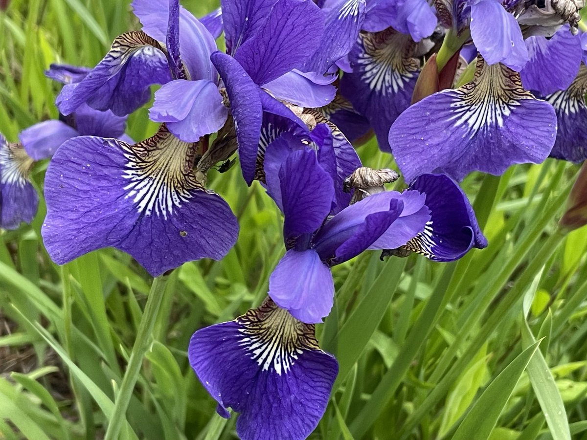 runswstilettos's tweet photo. I love when it’s Pond Iris season at Kohler Andrae state park! #irises #marsh #watergarden #pond #wetland #flowers #wildflowers #irises #purple #pondiris #kohlerandrae #wisconsin #stateparks #sheboygan @wdnr @LindseySlaterTV @Mark_Baden https://t.co/5CnxwcGlA1