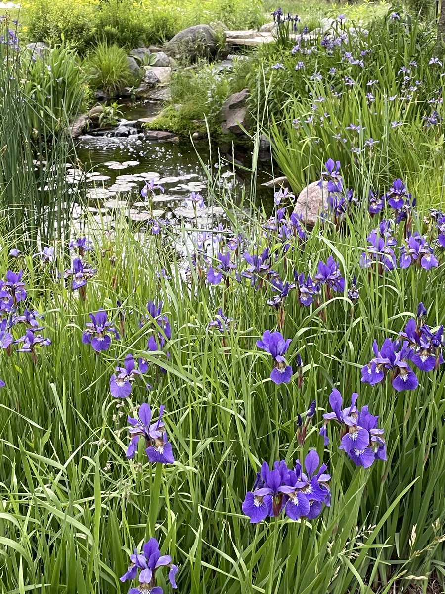 runswstilettos's tweet photo. I love when it’s Pond Iris season at Kohler Andrae state park! #irises #marsh #watergarden #pond #wetland #flowers #wildflowers #irises #purple #pondiris #kohlerandrae #wisconsin #stateparks #sheboygan @wdnr @LindseySlaterTV @Mark_Baden https://t.co/5CnxwcGlA1