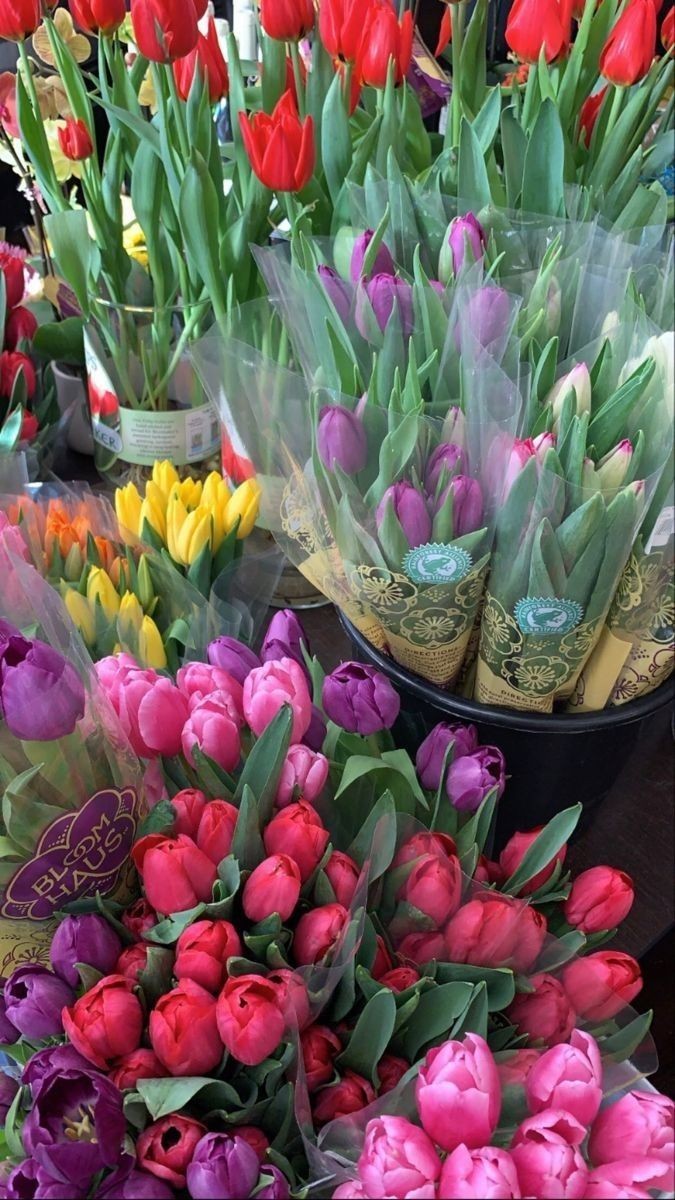 tulips