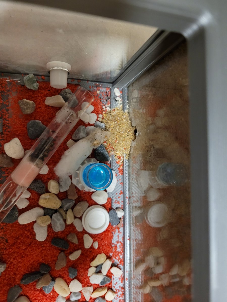 Ludwig58982115's tweet image. #ant #anthouse🐜  #ants  #ants  #antfarm  #antfarms #antfarmer #messor #messorbarbarus #messorbarbarus🐜 #insecta #insectos