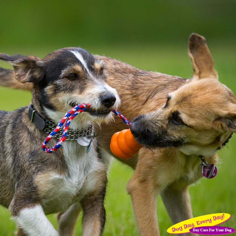 DogDayEveryDay's tweet photo. We take pride in keeping our guests happy and healthy by providing a fun, safe and secure atmosphere for them to run and play with their friends. Enroll your dog, and come play with us today! https://t.co/wXVLCfi6rP
#DoggieDaycare #PetLife #WeLoveDogs #WestChesterOH https://t.co/v6TT96jBQH