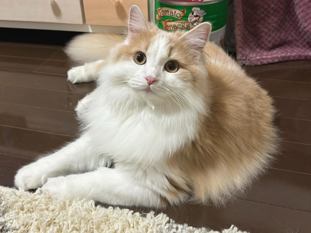 Oh…イケニャン…🤦🏼‍♀️💘
#猫
#シベリアネコ
#可愛い
#猫の女の子
#猫の写真