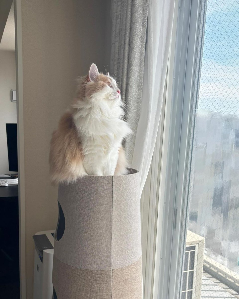 屋上を満喫🌤️✨

先日よじ登り動画をアップしましたが
ついにひとっ飛びで上がれるようになりました㊗️👏🏻

ちょっと得意げ🥳
#猫
#シベリアネコ
#可愛い
#猫の女の子
#猫の写真