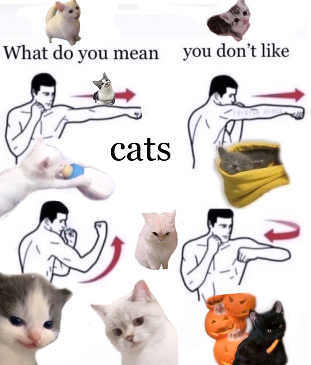 Punch Cat (@punchingcat) on Twitter photo 