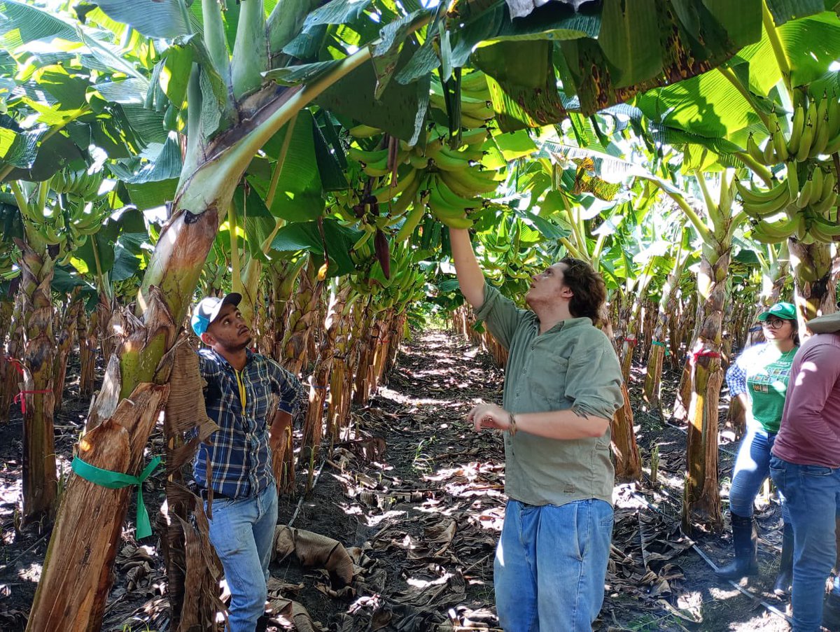 CamiIsaR's tweet photo. Apostándole a Honduras y al Agro. Haciendo primeras pruebas de peso y calidad de la cosecha piloto de plátano en Olancho. En #HOI creemos en Honduras y en generar oportunidades. Dinamicemos estos entornos donde hay mucha promesa y talento! https://t.co/8vxZfCTqZD