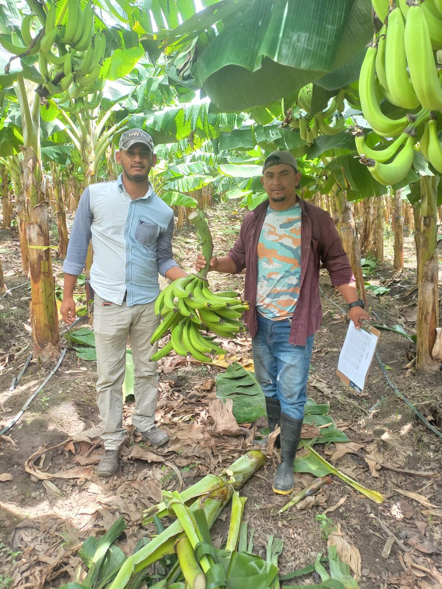 CamiIsaR's tweet photo. Apostándole a Honduras y al Agro. Haciendo primeras pruebas de peso y calidad de la cosecha piloto de plátano en Olancho. En #HOI creemos en Honduras y en generar oportunidades. Dinamicemos estos entornos donde hay mucha promesa y talento! https://t.co/8vxZfCTqZD