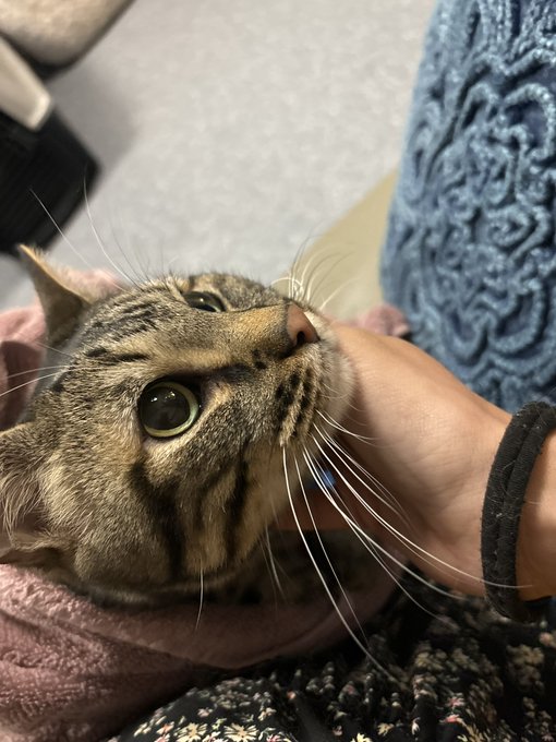 My boy. Rest in peace weenie ❤️ https://t.co/1Lna7xtUfn