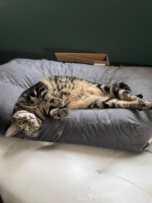 My boy. Rest in peace weenie ❤️ https://t.co/1Lna7xtUfn