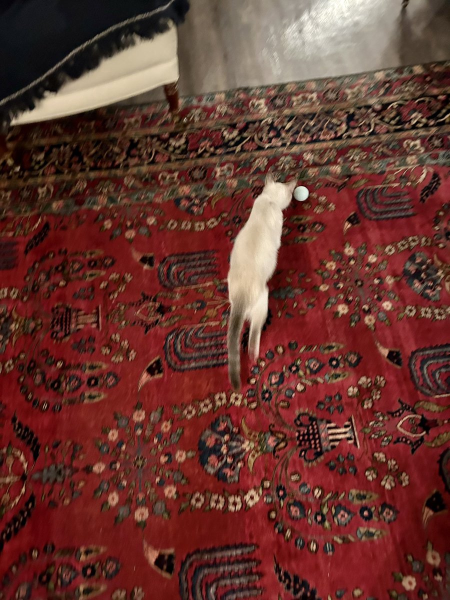 femslab's tweet photo. This carpet is unbelievably beautiful https://t.co/CDiysAqWVe