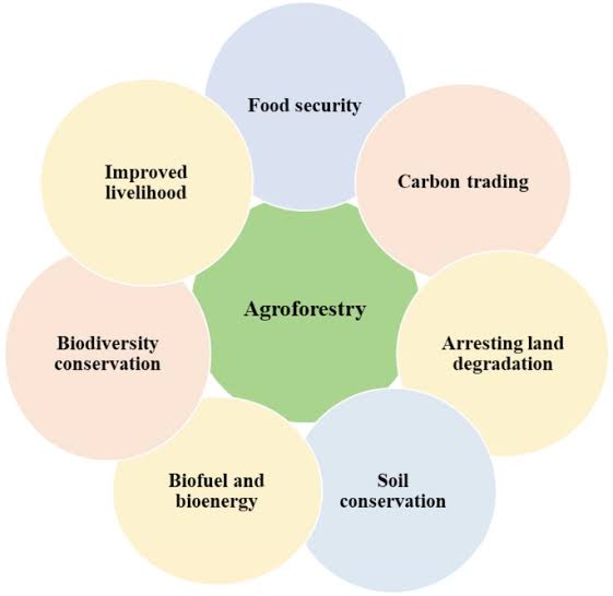 tranfo2030's tweet photo. Agroforestry  addresses  climate change .By integrating trees into agricultural systems, it enhances carbon sequestration, reduces greenhouse gas emissions, supports biodiversity and increases the resilience of farming systems to climate variability and extremes. https://t.co/4kchO521s5