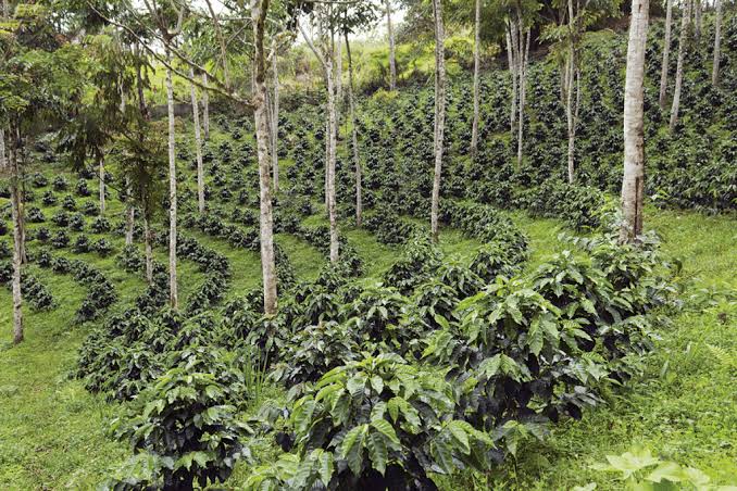 tranfo2030's tweet photo. Agroforestry  addresses  climate change .By integrating trees into agricultural systems, it enhances carbon sequestration, reduces greenhouse gas emissions, supports biodiversity and increases the resilience of farming systems to climate variability and extremes. https://t.co/4kchO521s5