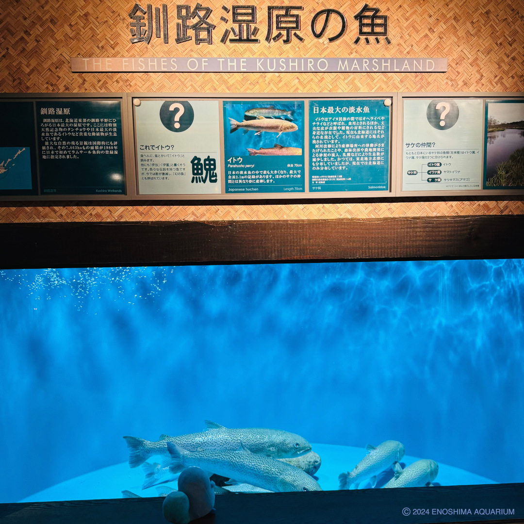 魚へんに鬼とかいて 正解は「イトウ」さんでした！ あわたんもアクア