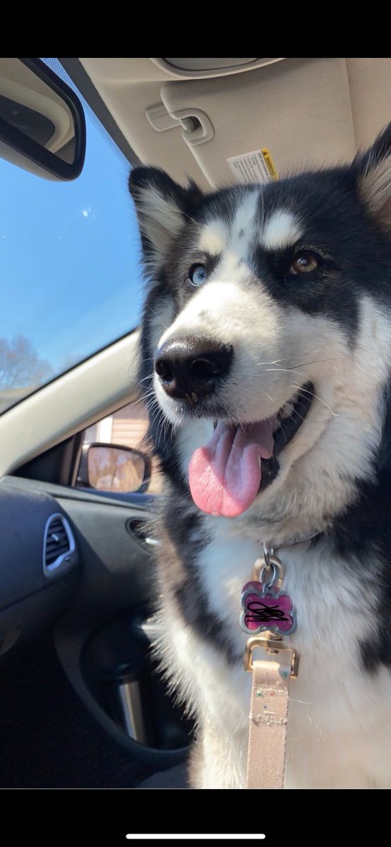 cropseee's tweet photo. @KurtBenkert Did you get Riggins while you were with the Packers?? My girl Luna looks just like him. https://t.co/IVknPKxK87