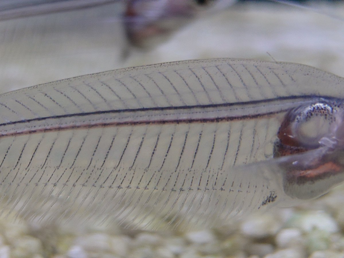amWzlqRPrT44888's tweet photo. 『内臓がないぞ〜』
撮影機材Xperia1VI テレマクロ撮影
#お魚 #だから私はXperia
#Straightoutofcamera
#JPEG撮って出し https://t.co/hE3xNMVYnP