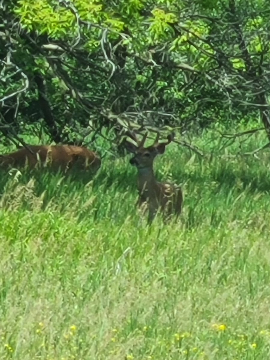 Terry1644825's tweet photo. At work today in #lansingmichigan working on #us127 unloading lumber off Optimus Prime truck and see these deer and one nice buck already. https://t.co/9Bu2kAuKjp