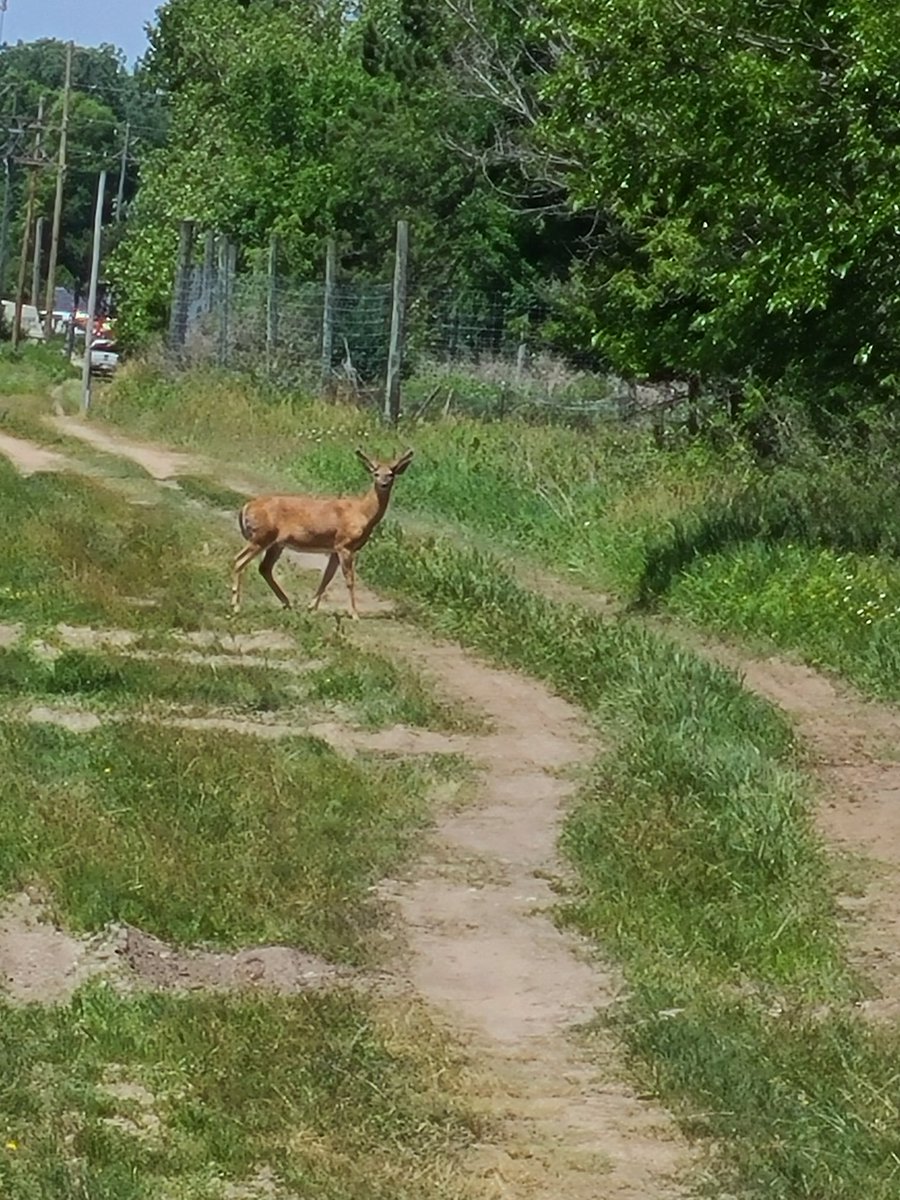 Terry1644825's tweet photo. At work today in #lansingmichigan working on #us127 unloading lumber off Optimus Prime truck and see these deer and one nice buck already. https://t.co/9Bu2kAuKjp