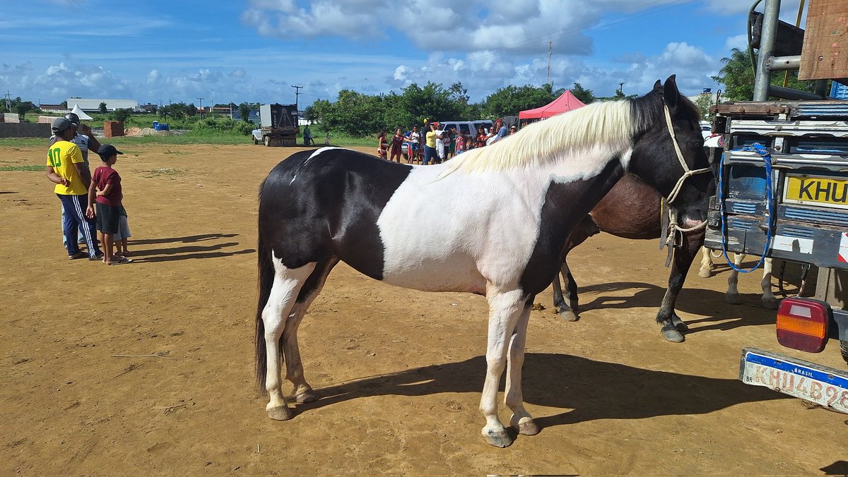 barbeiro_sandro's tweet photo. Na feira de gado de Araçoiaba-PE tem Cavalo também https://t.co/Fjm5Xn0yrD