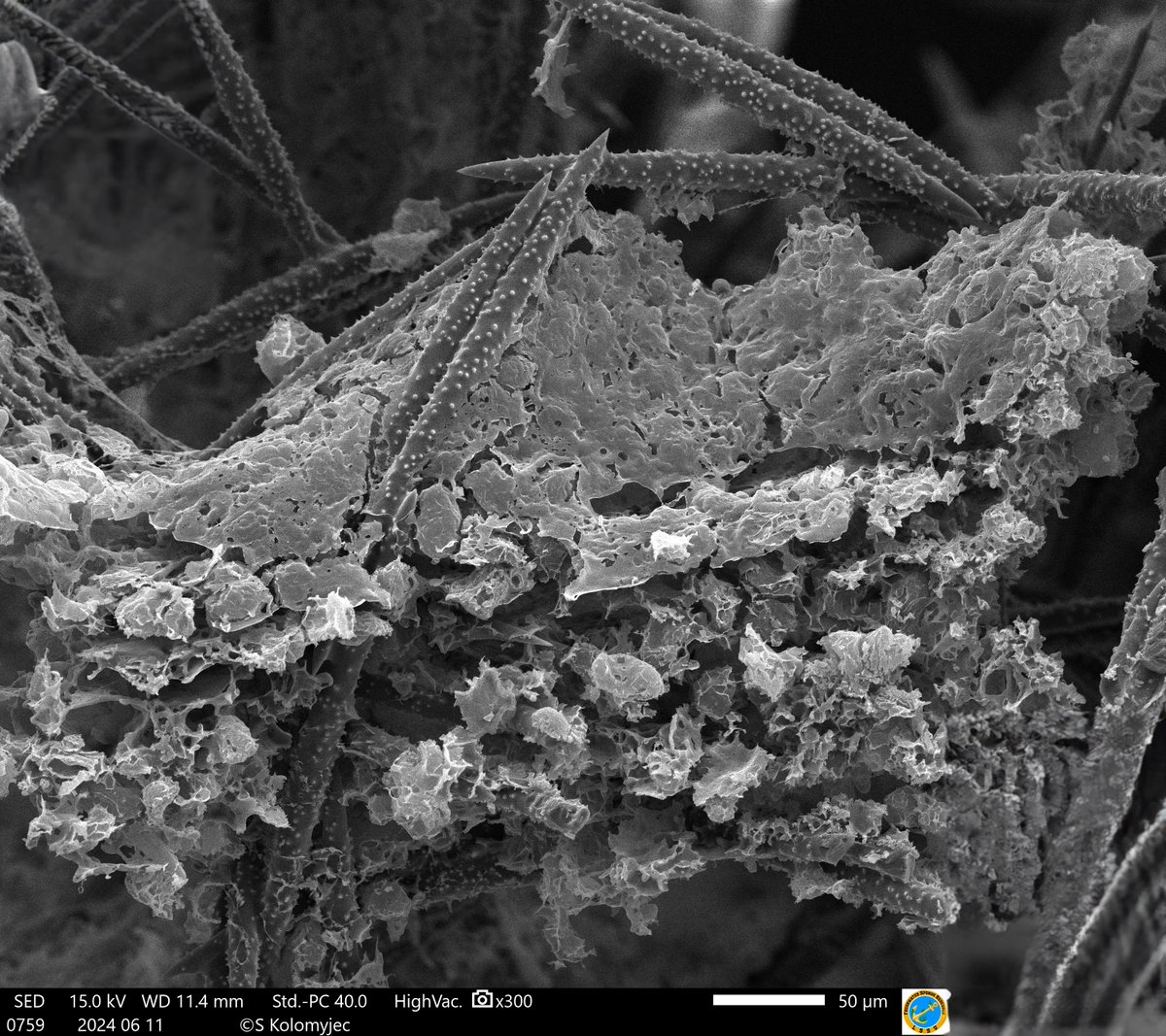 Freeze dried freshwater sponge sections (Ephydatia muelleri) #spongethursday