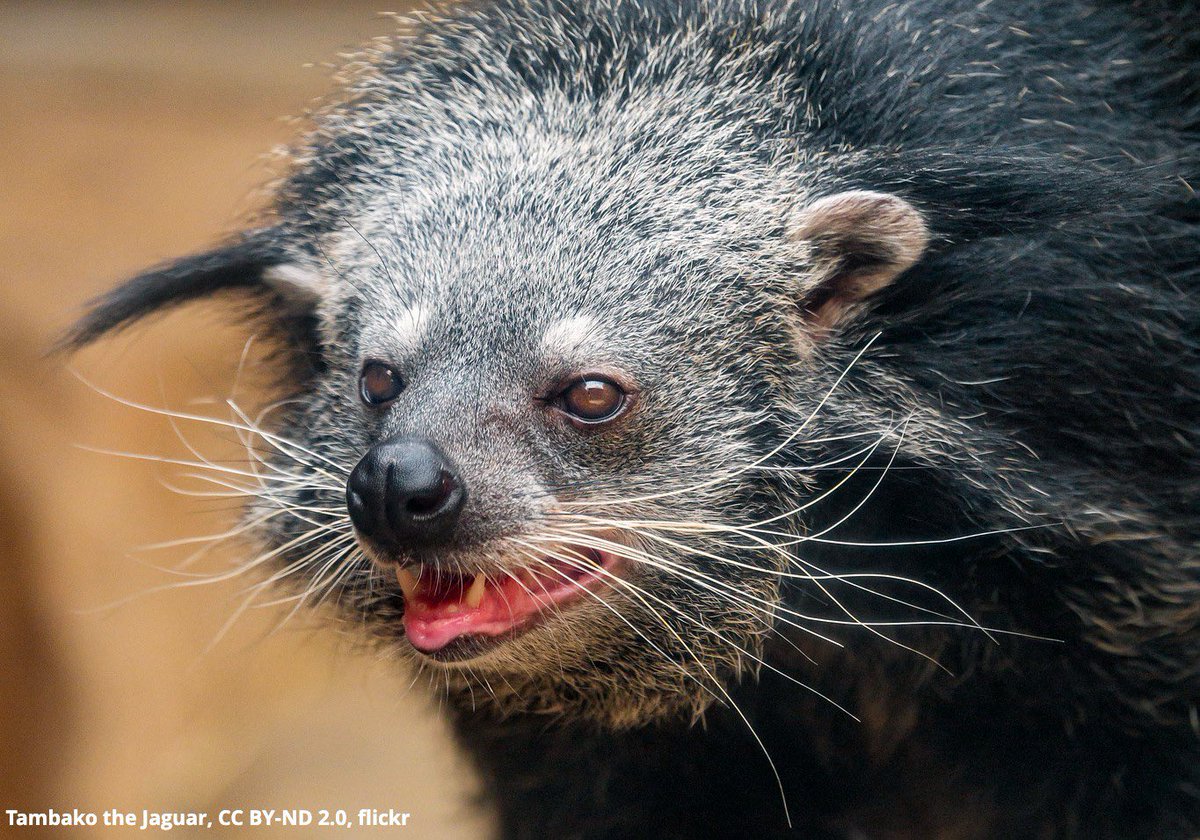 AMNH's tweet photo. Why does the binturong smell like buttered popcorn? " The answer is... pee! A chemical compound-2-acetyl-1-pyrroline-in this critter's urine is the same one found in popcorn. It uses its signature scent to mark its territory and attract mates. https://t.co/U5ewI6wrWP