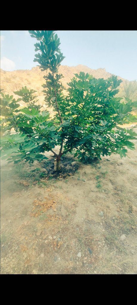 نجاح تجربة   تطعيم  التين على الجميز  ☘️

في مكة   المكرمة  

هذي الطريقة  لو نجحت ١٠٠٪    راح  تكون حل لكثير  من المشاكل اللي يعاني منها مزارعي التين  
قوة  الأشجار  مقاومة  اكثر   للنيماتودا  اللي توجد في بعض الأراضي