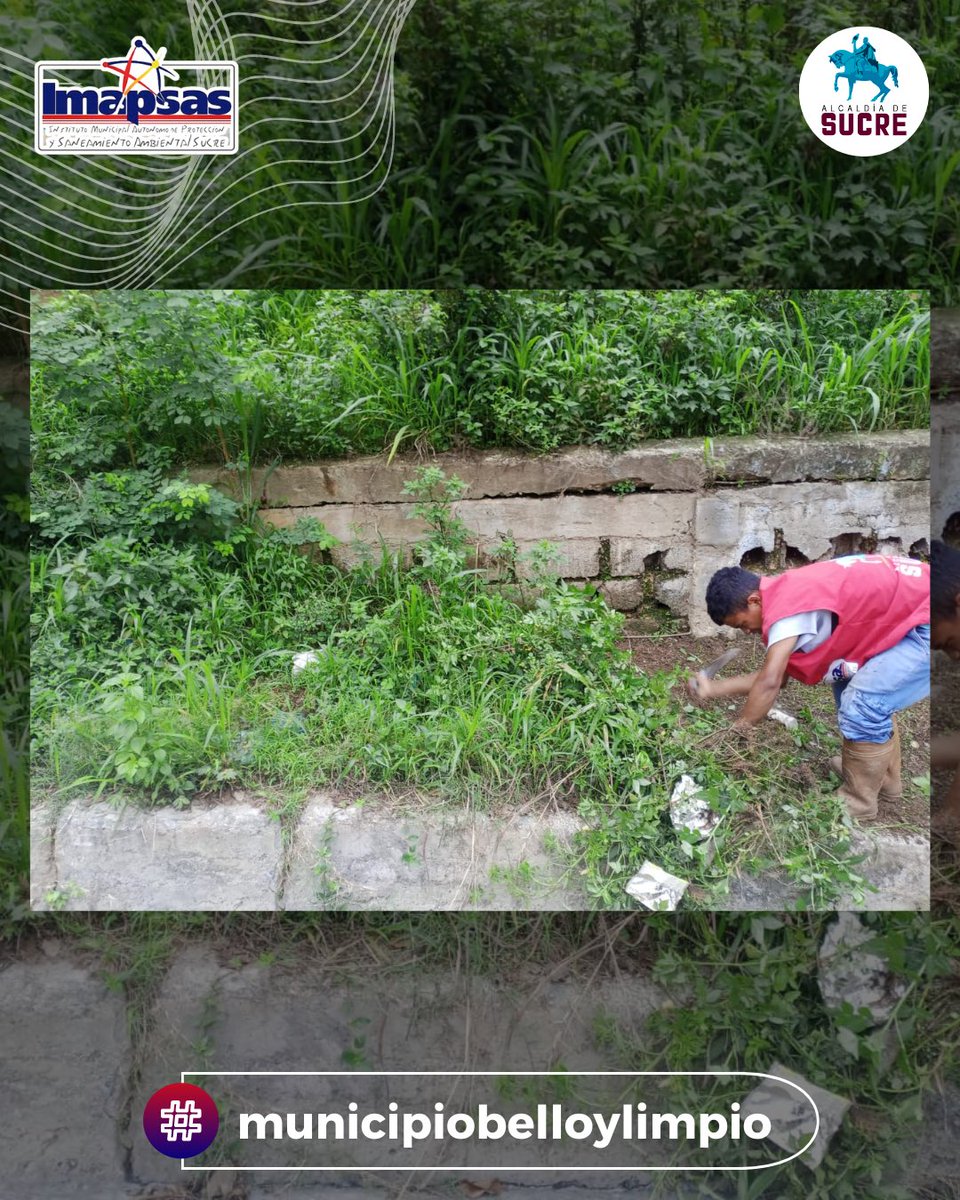 OficialImapsas tweet media