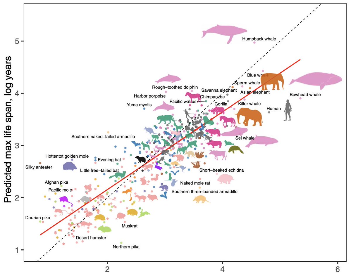 davidasinclair's tweet image. A fascinating study of over 348 mammalian species reveals that patterns of a chemical on DNA called &quot;methylation&quot; can predict a species&apos; gestation time &amp;amp; maximum lifespan. Could these epigenetic differences explain why mice live 2.5 years, humans 80, and whales 200, and can they…