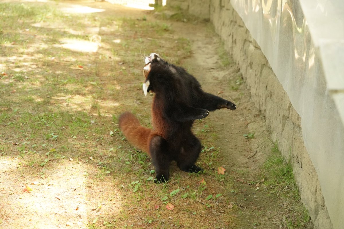 ryumyou2nd's tweet photo. 狙撃されるレッサーパンダを量産してた https://t.co/7oiN7Udq8B