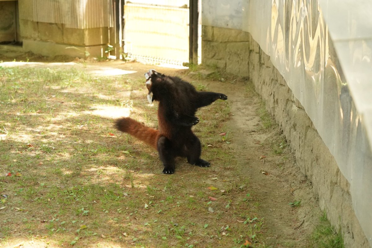 ryumyou2nd's tweet photo. 狙撃されるレッサーパンダを量産してた https://t.co/7oiN7Udq8B
