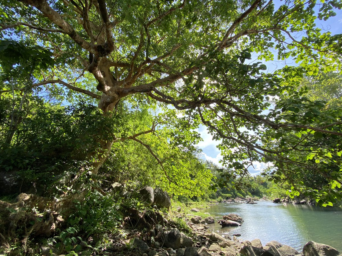 jjBayonito's tweet photo. 🍃 https://t.co/TeFLHXjhuI