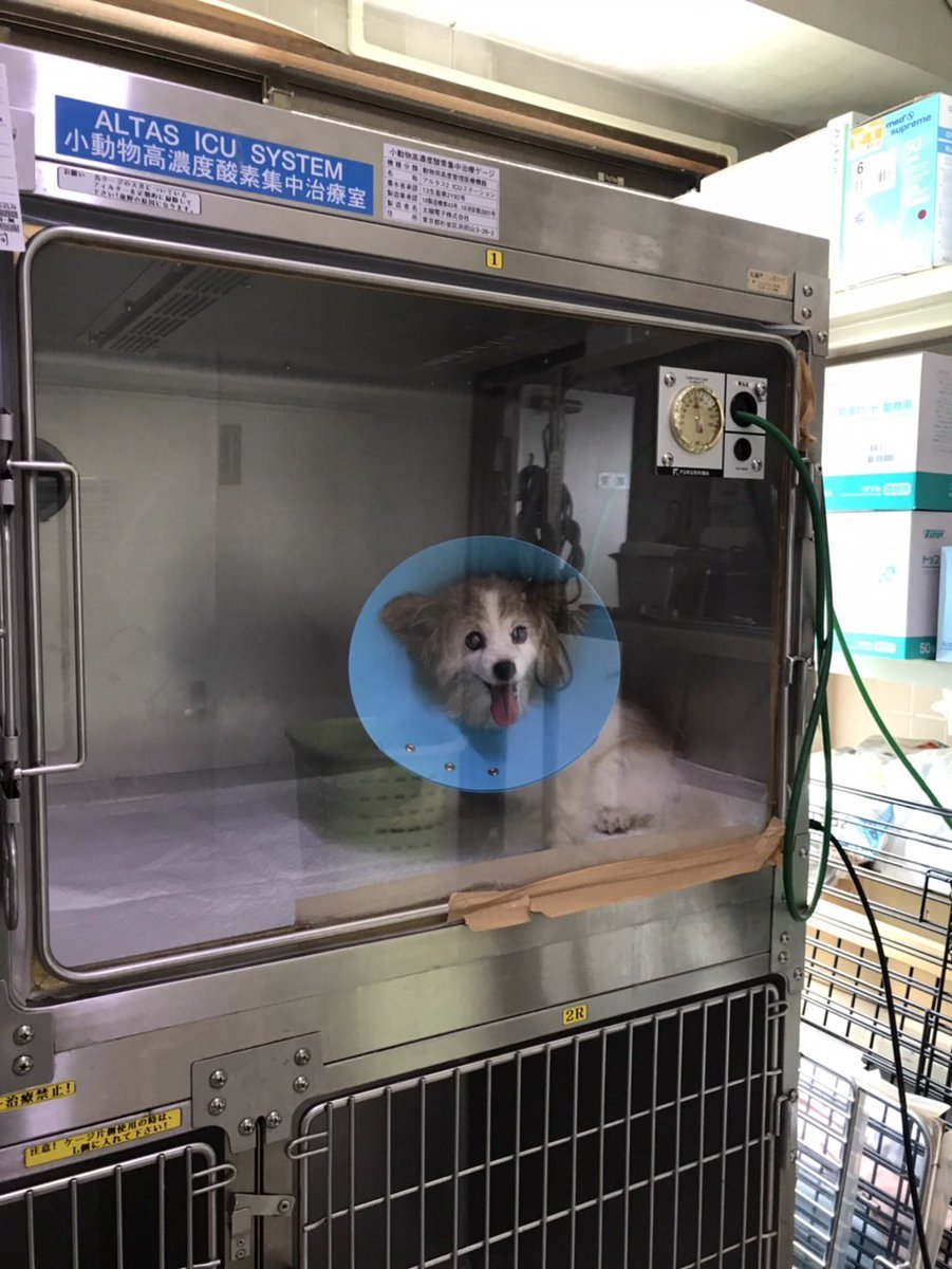 mu_chan_papi's tweet photo. 昨日から急に呼吸苦しそうになり、今朝は呼吸荒くて…
朝一で病院行ったら酸素室に入院
心配だよ
#パピヨン　#寝顔　#17歳　#老犬　#心臓病  #入院　#酸素室
#秘密結社老犬倶楽部 https://t.co/hTuavTP5Mh