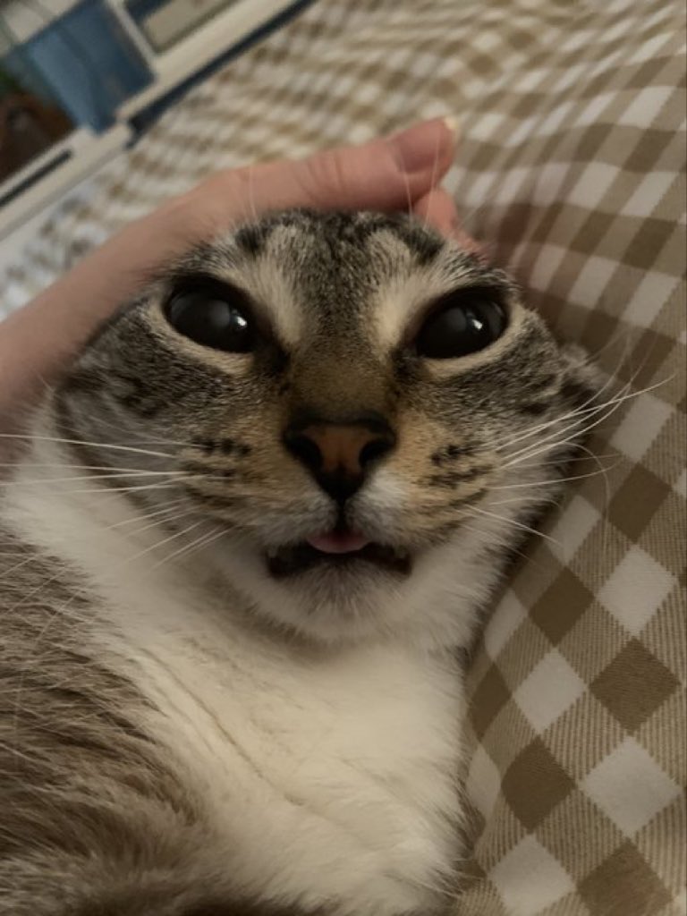 CatsHeld's tweet image. 