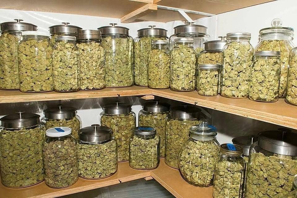 o estoque de maconha que eu queria ter
