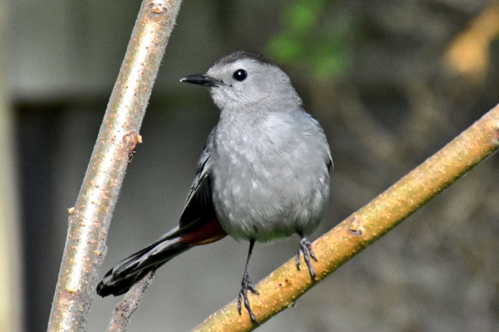 yanneyboy1's tweet photo. Took this one this afternoon after work...
My feathered friend Mumbo the Catbird Phenom.
Whether I'm on the front porch, in the backyard, front yard or anywhere on the property, Mumbo will seek me out to ask me for a treat. 😊
#amazingbird #connectwithnature #beonewithnature https://t.co/rcOm4SzS0j